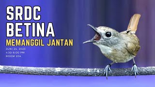 Download lagu SRDC BETINA MEMANGGIL JANTAN - PEMANCING BIRAHI SRDC JANTAN - sikatan rimba dada coklat mp3