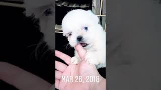 Video preview image #1 Shih Tzu Puppy For Sale in HAYWARD, CA, USA