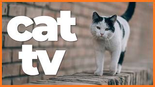 Cat TV: 10 Hours of Bird Watching, Squirrels & Relaxing Cat Music | Feline Enrichment & Relaxation