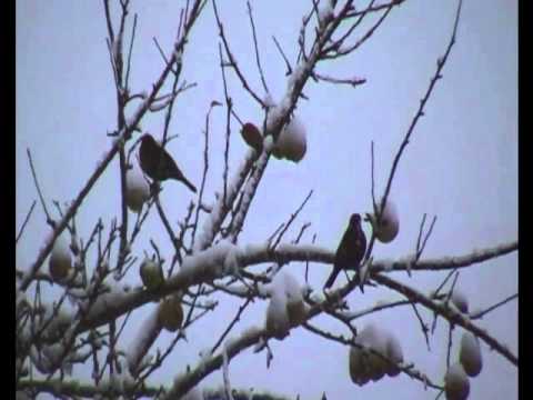 The Birds Eat Apples