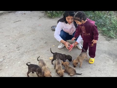 Feeding Street Dog | Plz Help Them | Raste me mill gye 🐶 🐩 🐕 puppy's Aww