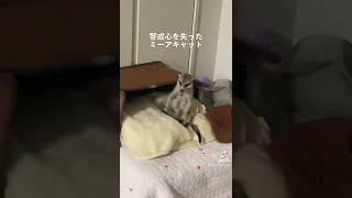 ぼーっとしてるね。미어캣(meerkat)#shorts