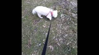 Video preview image #1 Mutt Puppy For Sale in Rootstown, OH, USA