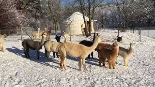 Winter Wonderland