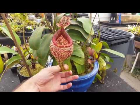 Extreme Nepenthes Pitchers