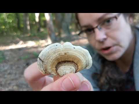 Stereum ostrea: False turkey tail or parchment fungus - YouTube