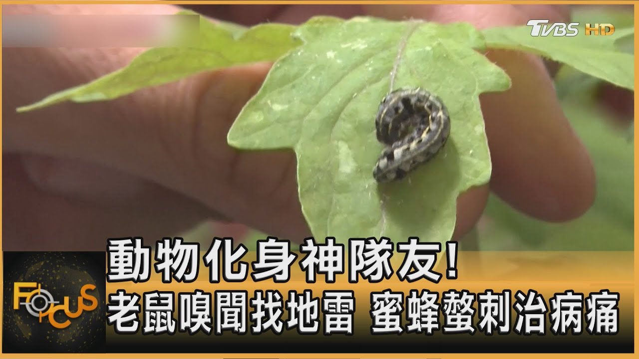 動物化身神隊友!老鼠嗅聞找地雷 蜜蜂螫刺治病痛