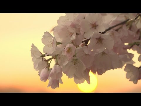 Video Thumbnail: Early peak bloom for cherry blossom trees in Washington spell climate change | AFP