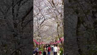 Tunnel of Sakura (Cherry blossoms) | Walking through the fantastic beauty of spring