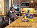 Funny Great Dane Is Excited To Receive Girl Guide Cookies