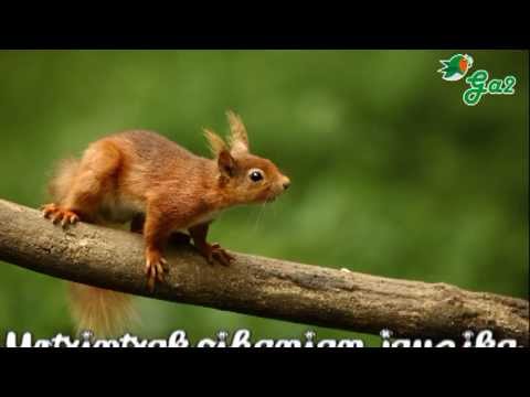 download lagu mp3 mp4 Urtxintxa Oihanean, download lagu Urtxintxa Oihanean gratis, unduh video klip Urtxintxa Oihanean