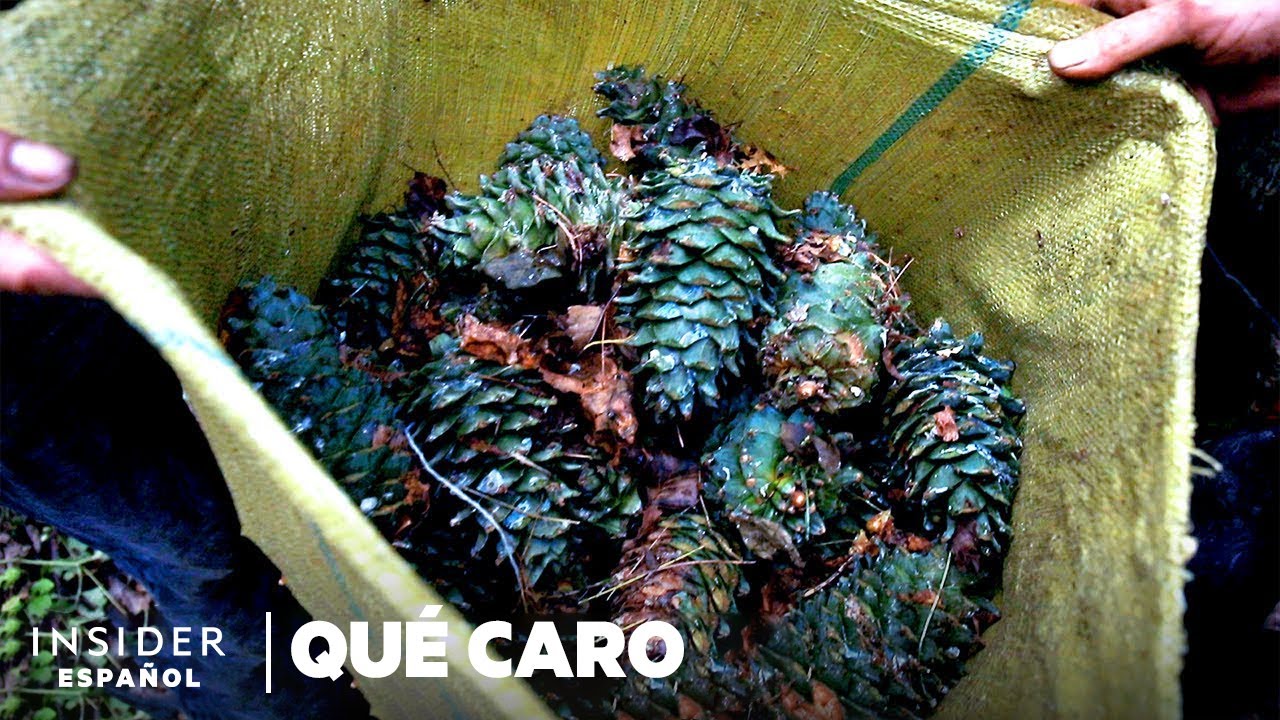 Por qué los piñones son tan caros | Qué caro