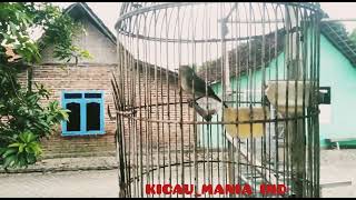 Download lagu Pleci DAKBAL( Dakun bali )tembakan sejaluran mp3