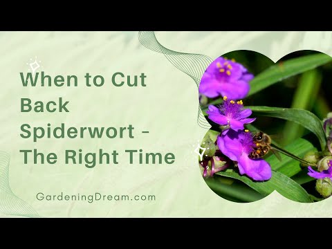 When to Cut Back Spiderwort – The Right Time!
