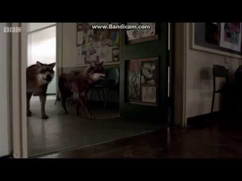 The Discovery Maddy's presentation Wolfblood