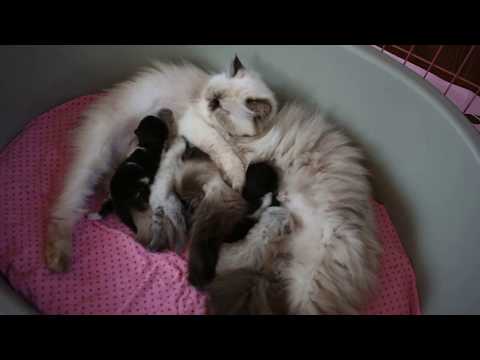 download lagu mp3 mp4 Marchioro Perla 8, download lagu Marchioro Perla 8 gratis, unduh video klip Marchioro Perla 8