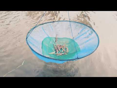 Udang Vaname (Doc) Usia 40 hari