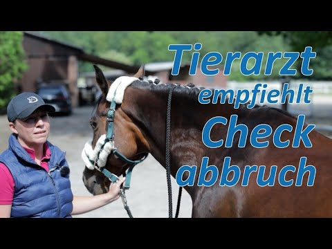 Schlagen u. steigen beim reiten - Check wird abgebrochen und Tierarzt hinzugezogen