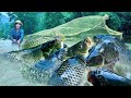 Traditional Fishing Skills Single Mother Uses Net To Catch Giant School Of Fish On Rainy Day