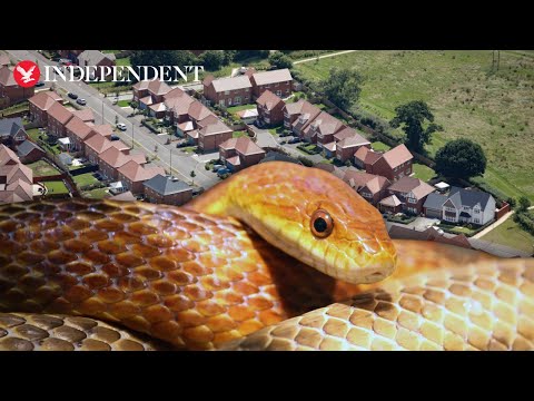 Invasive 2m-long snake breeding inside walls and attics across UK, scientists warn