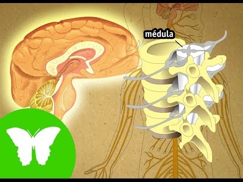 La Eduteca - El sistema nervioso