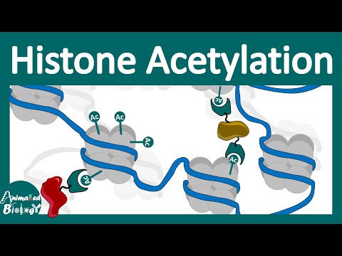 Histone acetylation | Chromatin modification | What does histone acetylation do?