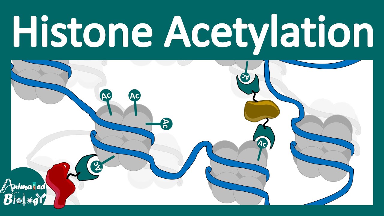 Histone acetylation | Chromatin modification | What does histone acetylation do?
