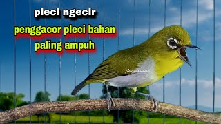 Download lagu Suara Burung Pleci Gacor | Pleci Ngecir Sambung Ngalas Penggacor Pleci Bahan mp3