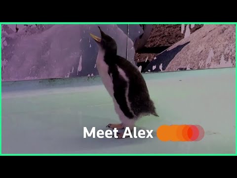 認識亞歷克斯，第一隻在墨西哥出生的南極企鵝。 (Meet Alex, the first Antarctic penguin born in Mexico)