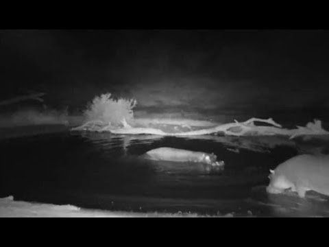 Djuma: Second Hippo arrives to join healed leg one - 00:30 - 08/28/19