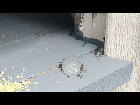 Ants Going Straight for the Bait in Princeton Junction, NJ