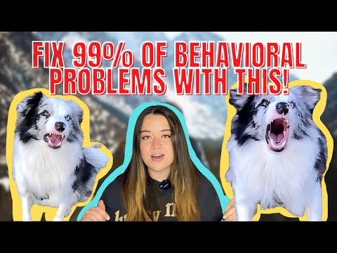 What Are Desensitization and Counterconditioning? (FIX Dog Reactivity and Most Behavioral Problems)