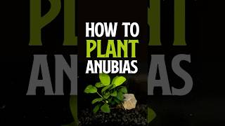 Download lagu How to plant anubias nana? Anubias | Easy Aquarium Plant mp3