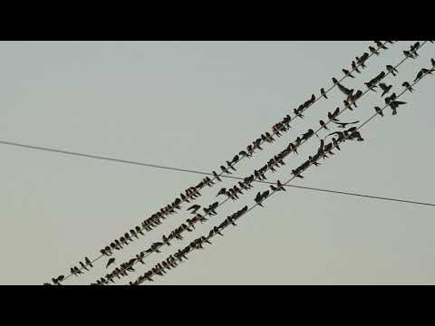 Swallows & Martins collection on wire