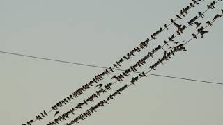 Swallows &amp; Martins collection on wire