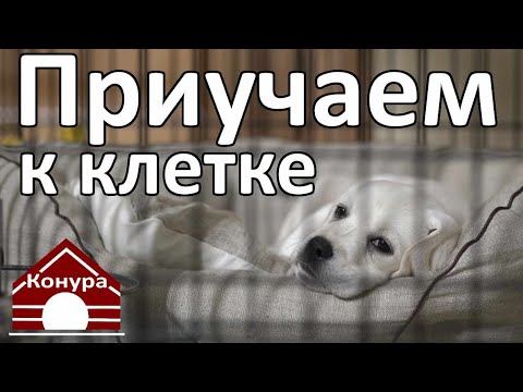 Как приучить собаку к клетке