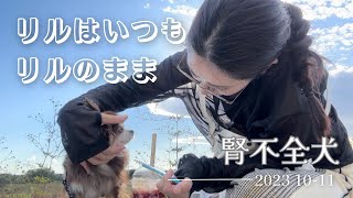 泣いた分だけ笑った秋【犬の慢性腎臓病】