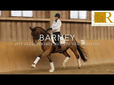 SOLD!! Dressurpferd - 2015 Hannoveraner Wallach von Bordeaux, Stm. ca. 1,69, S-Dressur - Barney