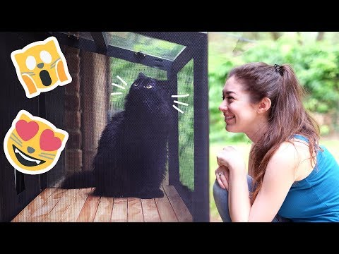 download lagu mp3 mp4 Cat Patio Ideas, download lagu Cat Patio Ideas gratis, unduh video klip Cat Patio Ideas