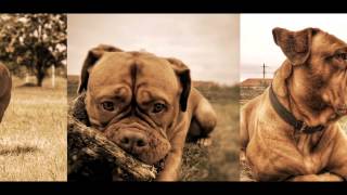 Download lagu Best of Piper 2015 mp3