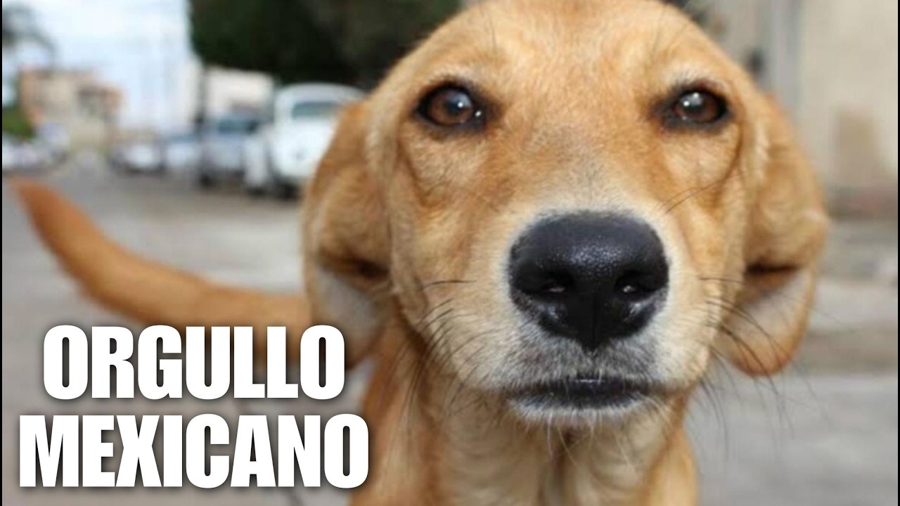 Perro caramelo es reconocido como raza mexicana