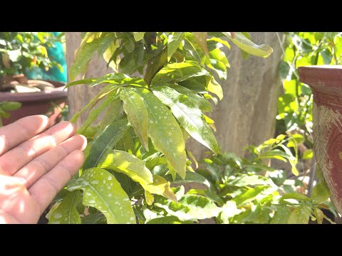 Làm nụ kim cho cơi đọt cuối tháng 7 Âm Lịch