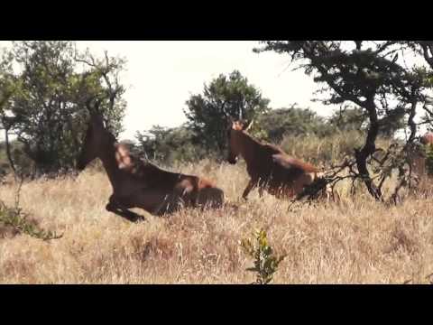 Grazers Browsers Highlights