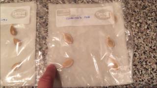 Growing Pumpkins 2016 - part 2 germinating the seeds