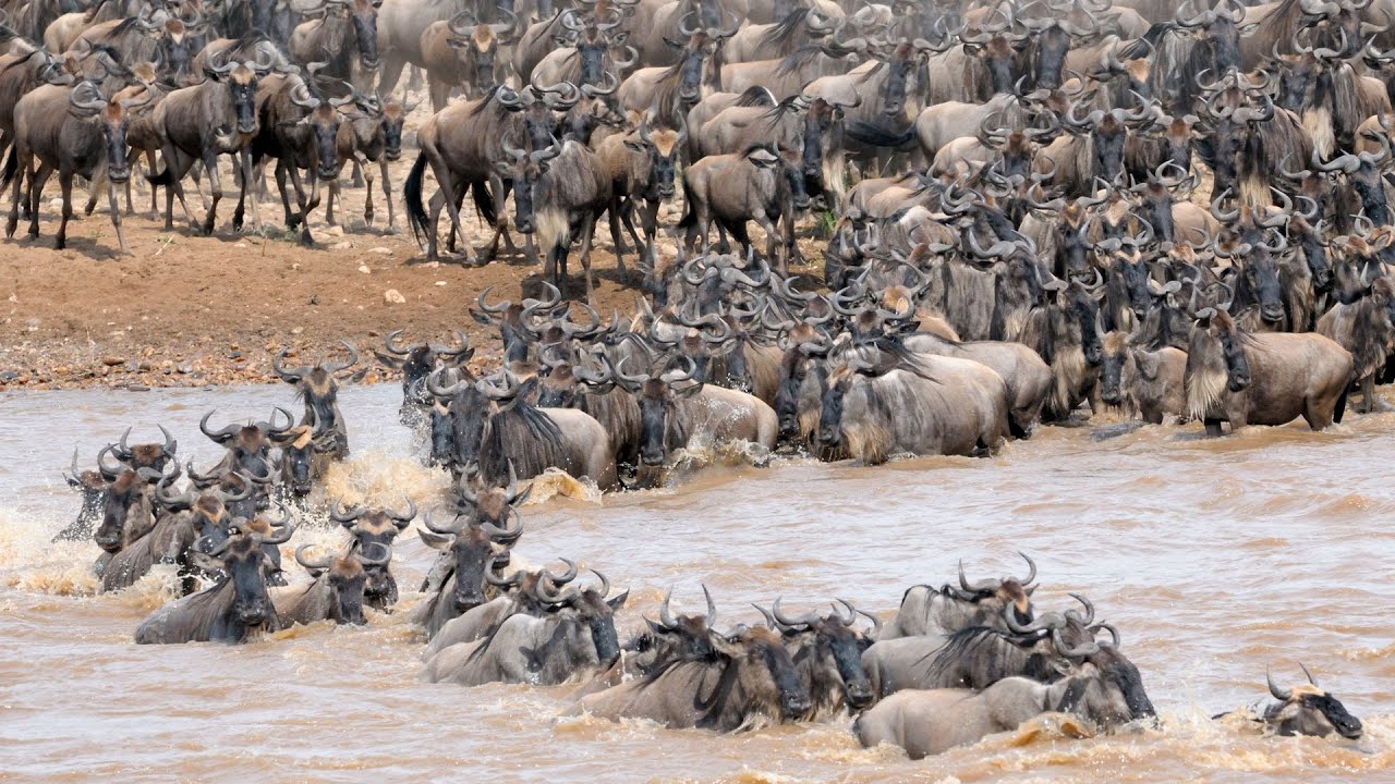 A Grande Migração - by Teresa Perez