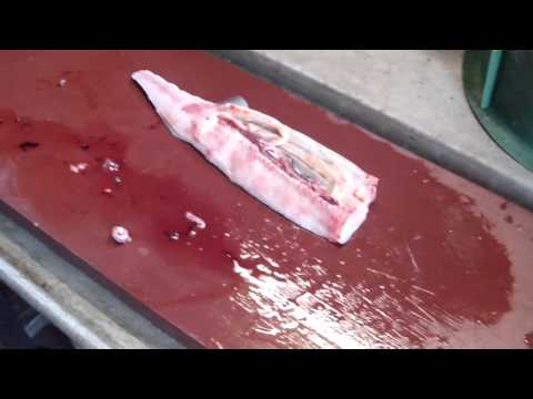 Stör filetieren (Forellenpark Quellental)