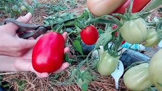 Томат Инжир красный: отзывы, описание сорта, фото, видео, отзывы ...