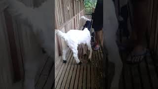 Download lagu Anakan ( Cempe ) , Kambing Peranakan Etawa - PE - Kelas Breeding, 78 Farm Jogja, 0812-2838-0678 mp3 Download lagu Anakan ( Cempe ) , Kambing Peranakan Etawa - PE - Kelas Breeding, 78 Farm Jogja, 0812-2838-0678 mp3