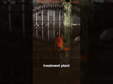 Can A Flushed Fish Reach The Ocean? 🤔