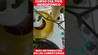 cultivos hidroponicos como cultivar lechugas orgnicas hidroponia #shorts